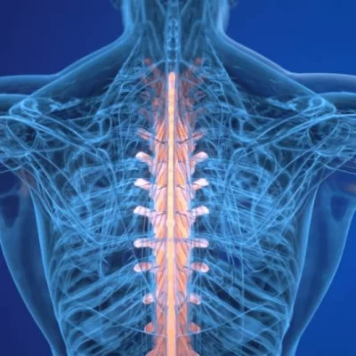Musculoskeletal Musculoskeletal